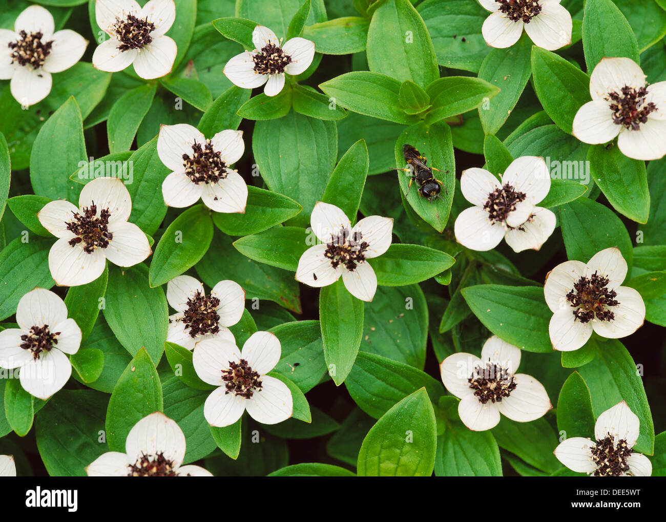 Dwarf Cornel (Cornus suecica Stock Photo Alamy