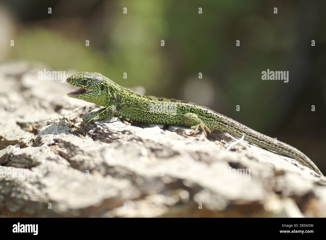 Sand Lizard, Lacerta agilis Stock Photo - Alamy