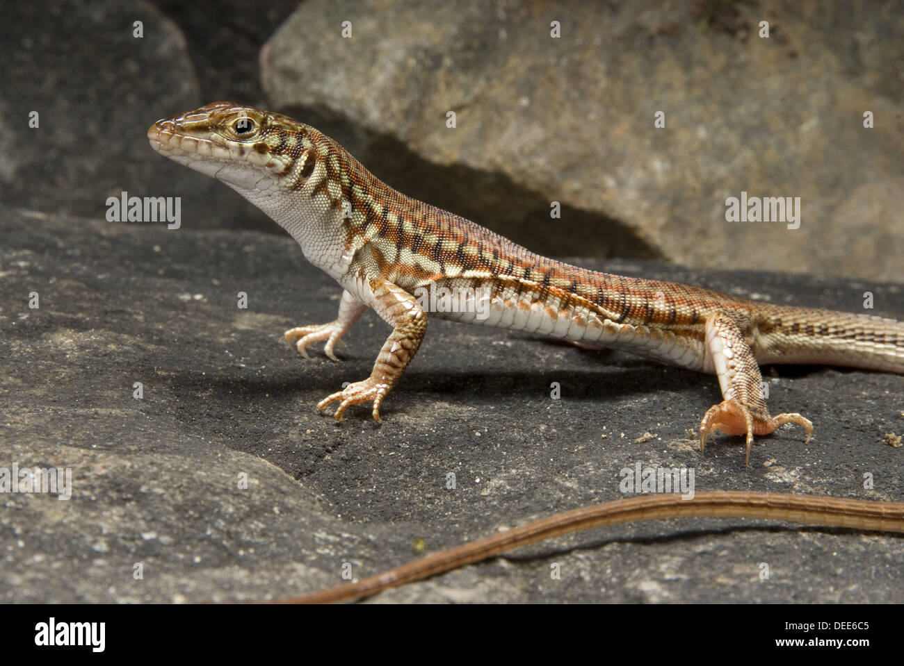 Painted Long Tailed Lizard, Latastia longicaudata Stock Photo