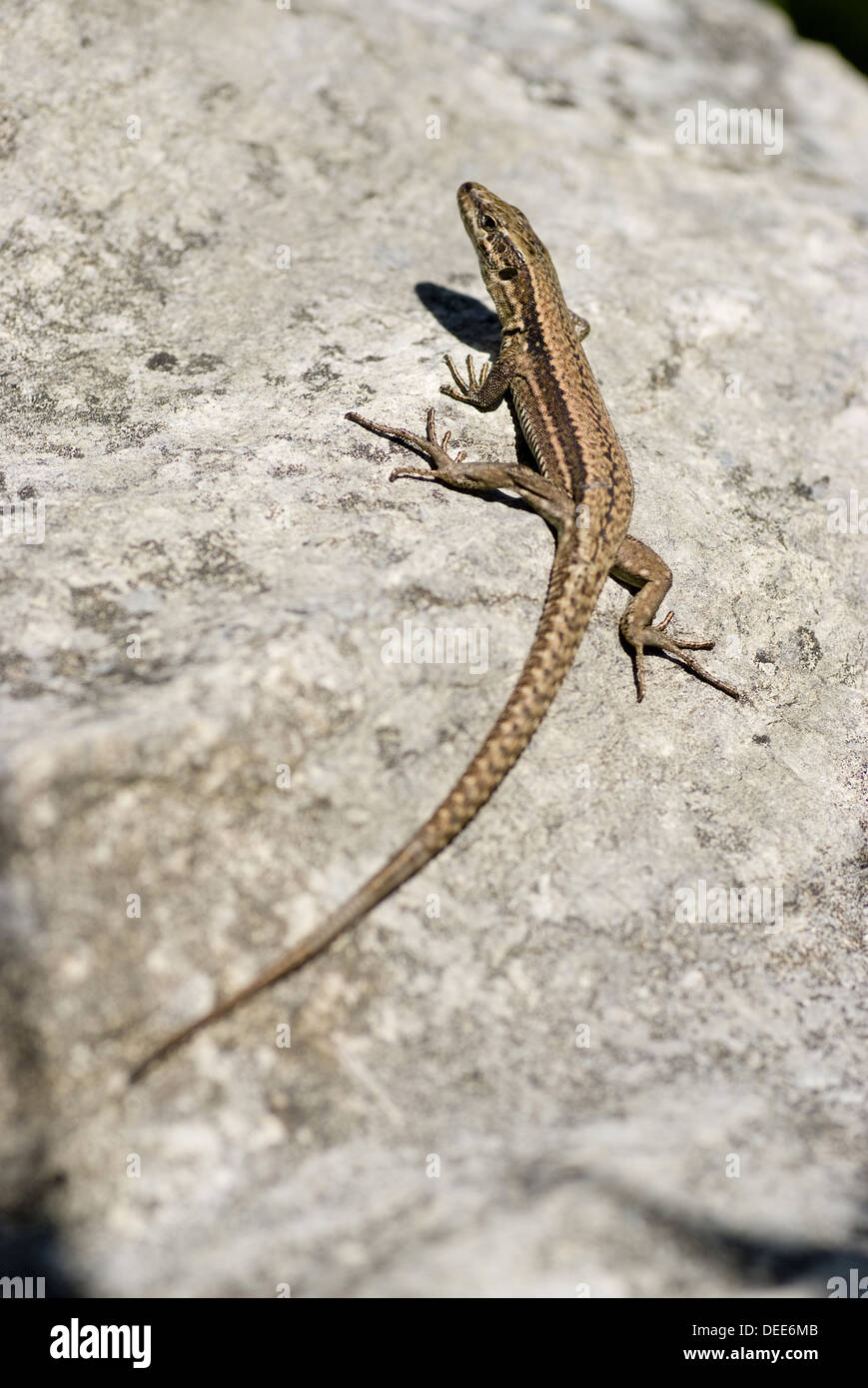 Common wall lizard, Podarcis muralis Stock Photo