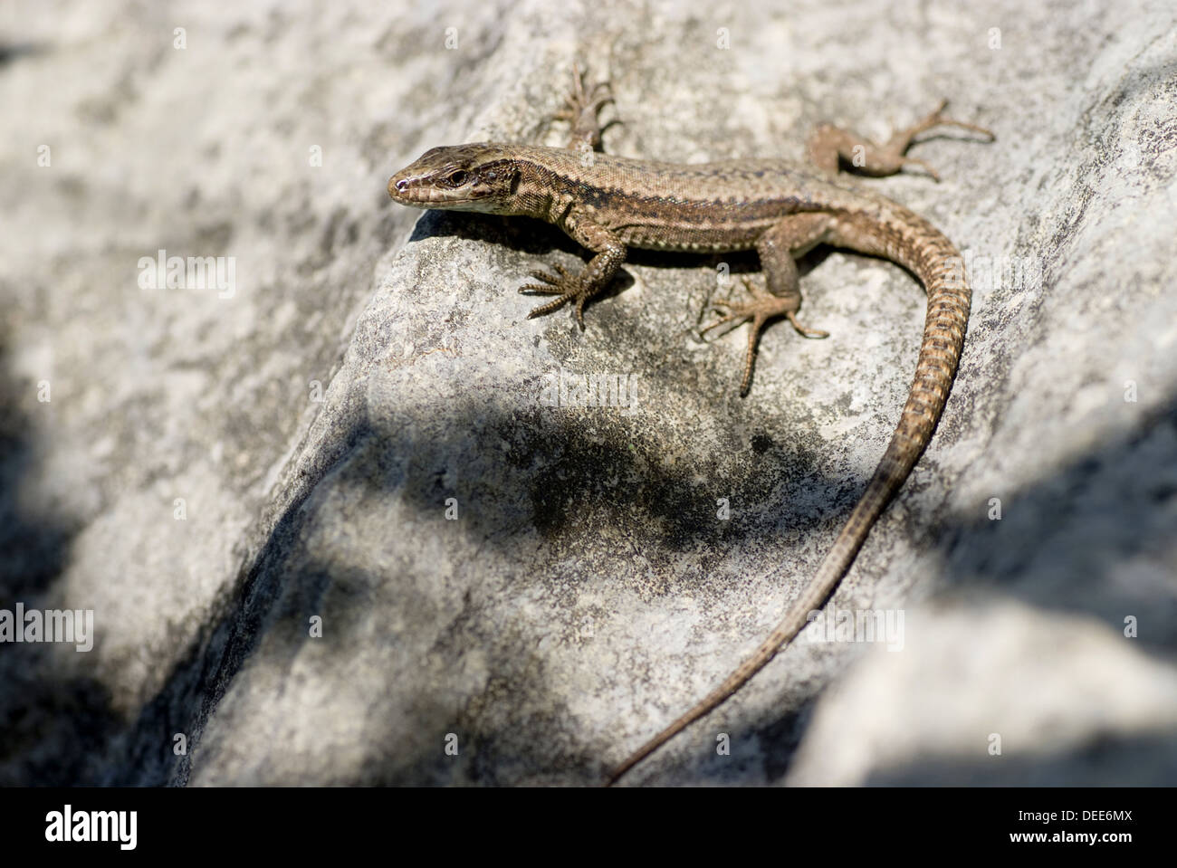Common wall lizard, Podarcis muralis Stock Photo