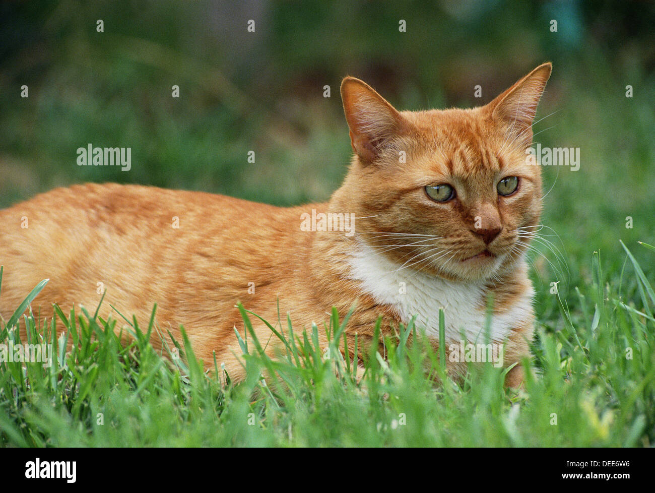 Red tabby cat Stock Photo Alamy
