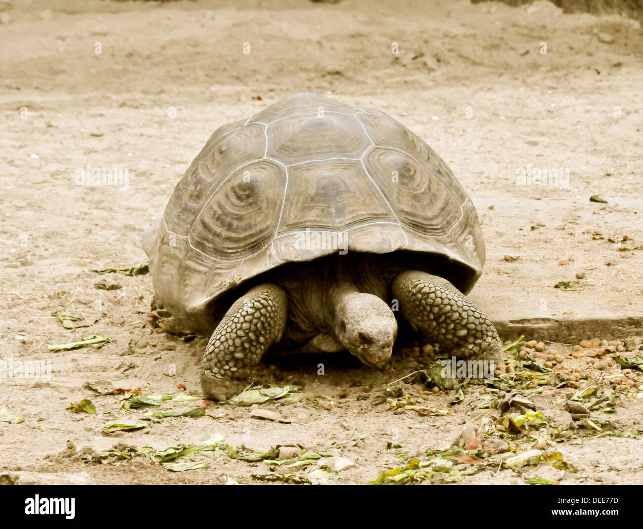 Fauna outdoors hi-res stock photography and images - Alamy