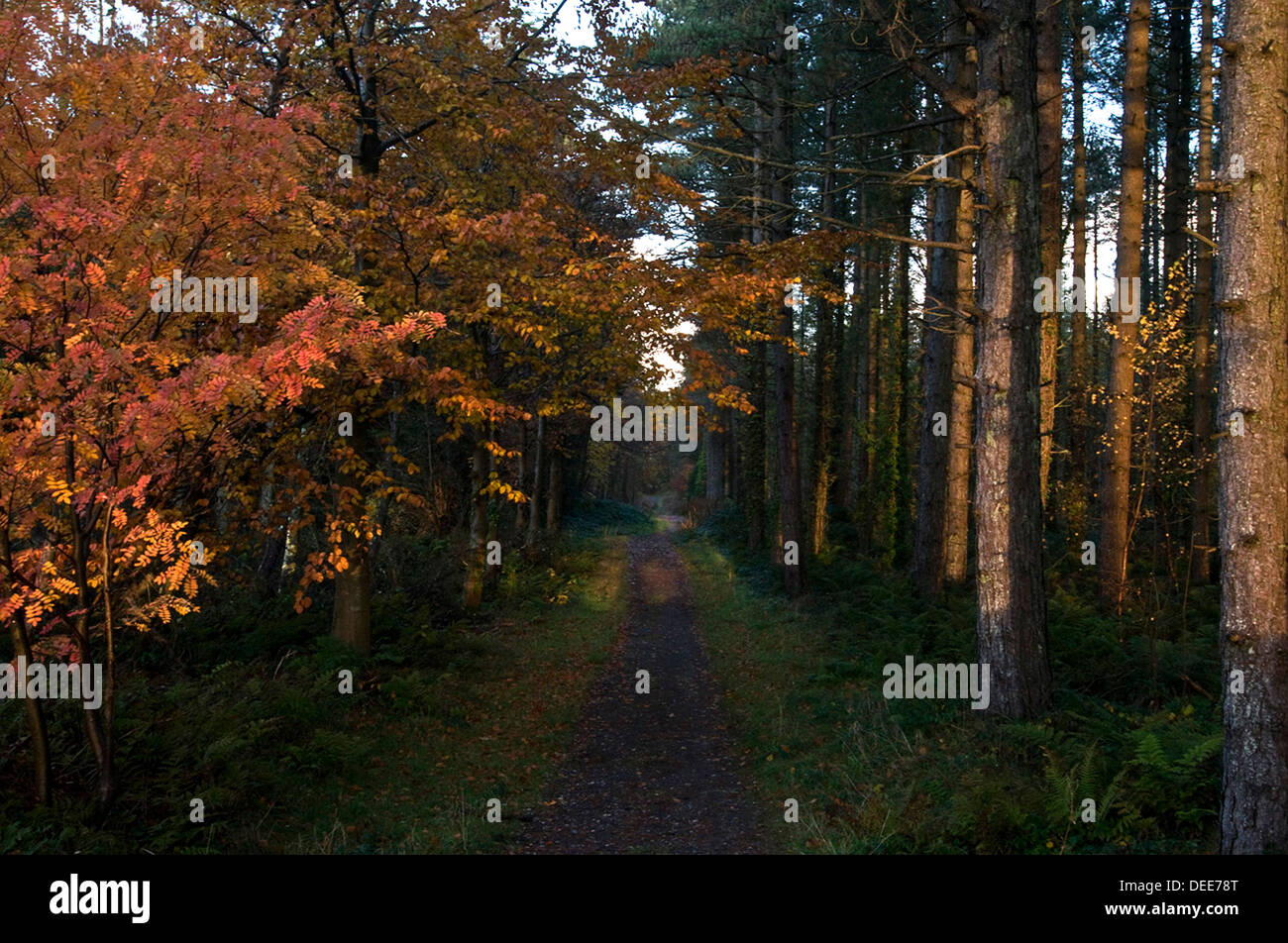 Early Autumnal light in forest Stock Photo - Alamy