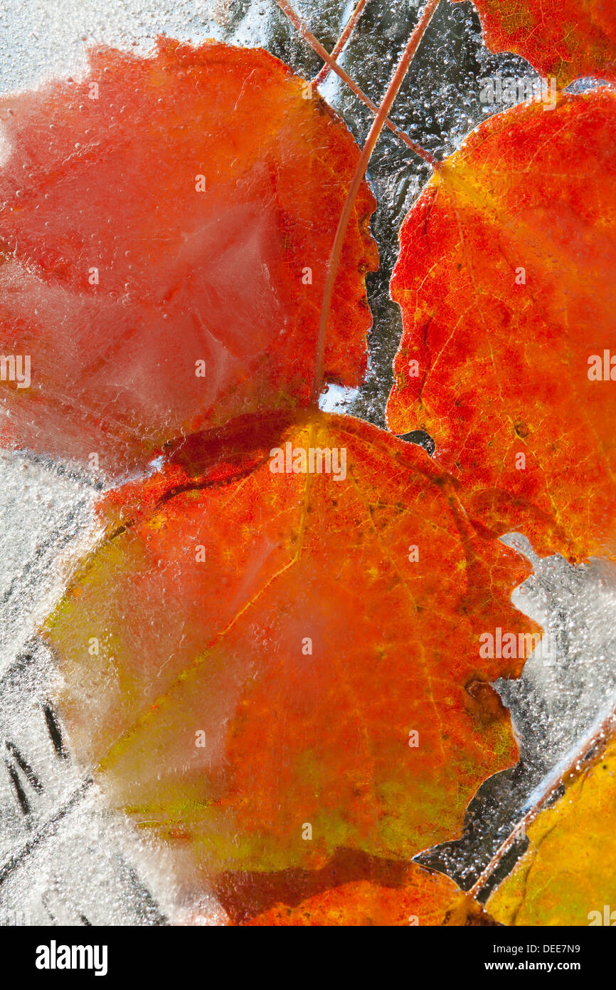 icy plants plants frozen into ice, change of seasons Stock Photo Alamy