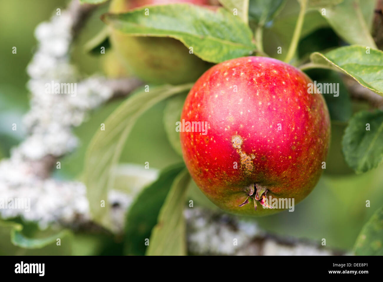 Bright red, ripe English eating apple Stock Photo