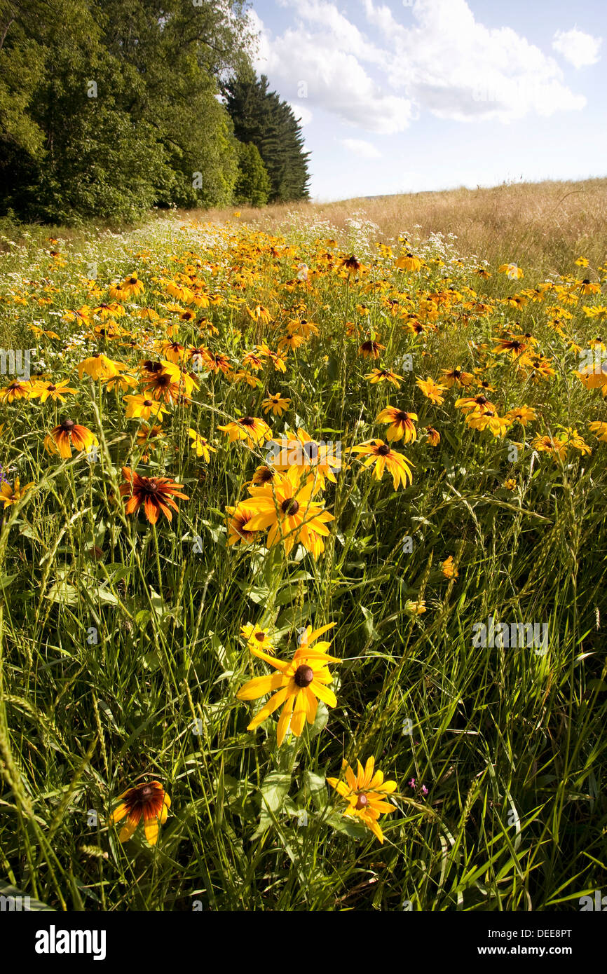 Wildflowers near Stockbridge Bowl, Berkshire Hills, Lenox, Massachusetts, USA Stock Photo