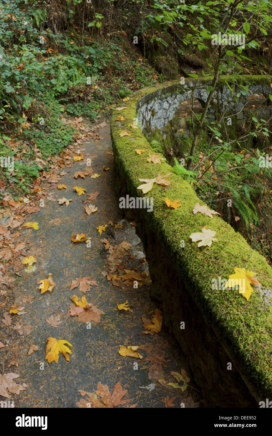 columbia mossy path