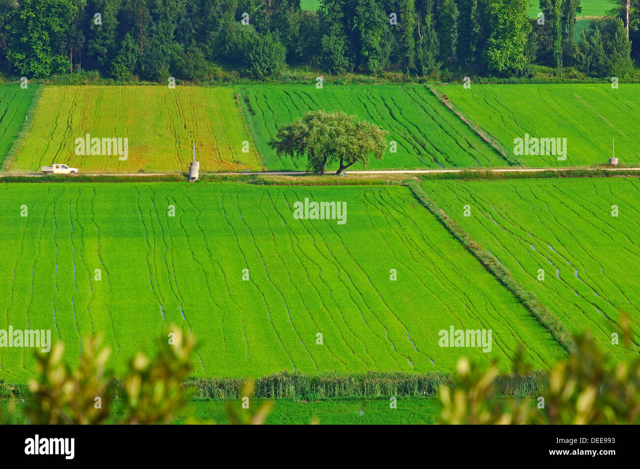 Montemor o Velho, Rice fields, Coimbra district, Beiras region, Portugal, Europe Stock Photo