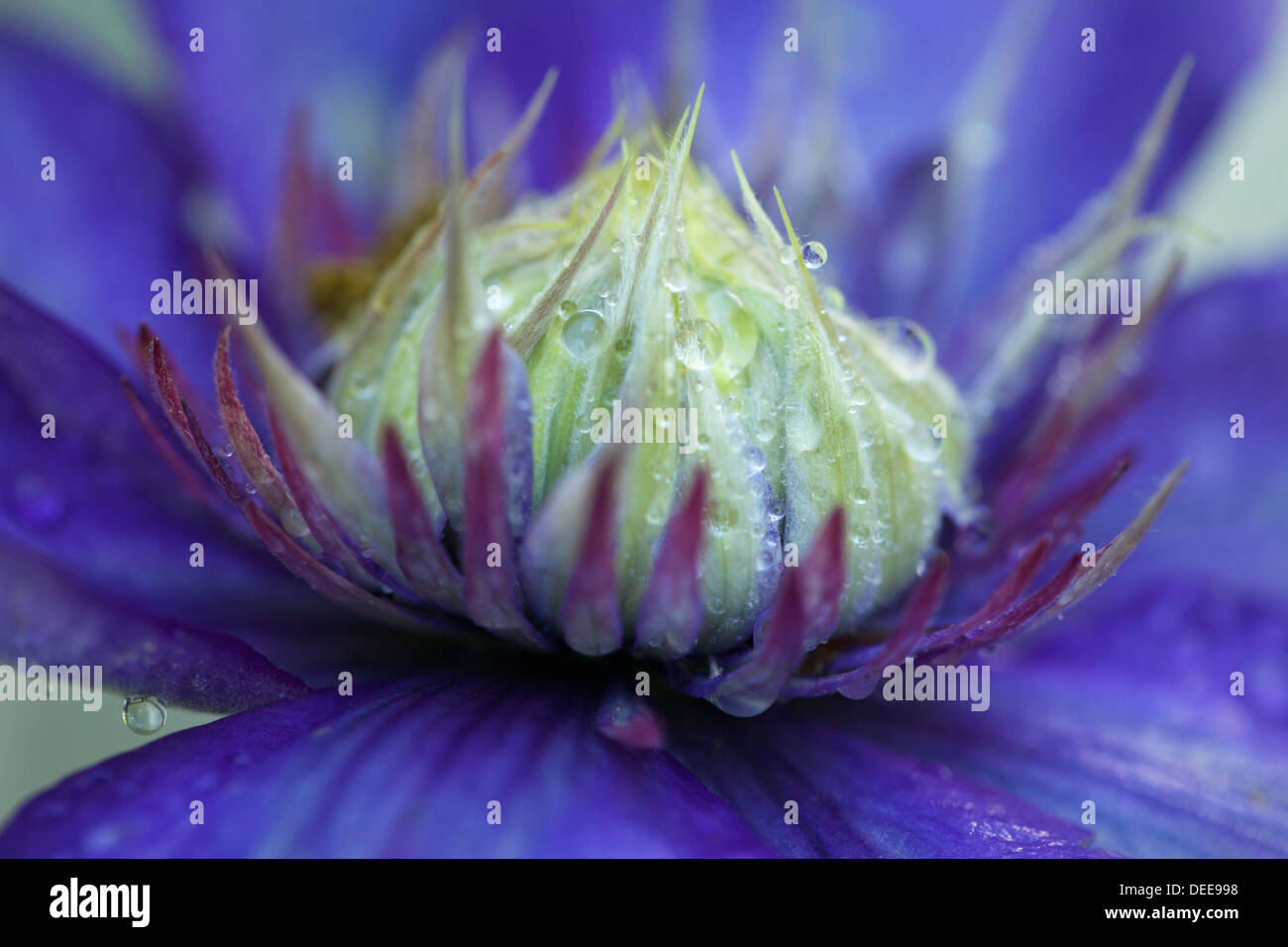 The center of a clematis flower. Stock Photo
