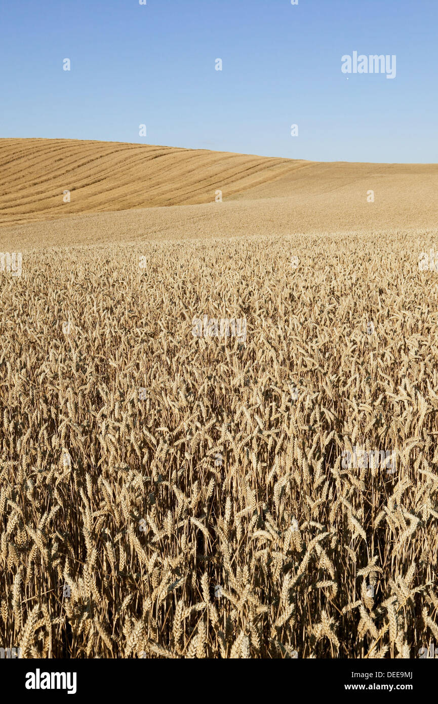 Wheat fields. Skåne. Sweden Stock Photo - Alamy