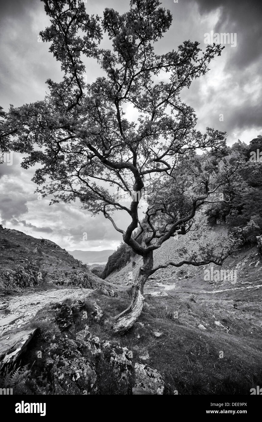 Monochrome image of tree near Keswick, Lake District, England Stock Photo
