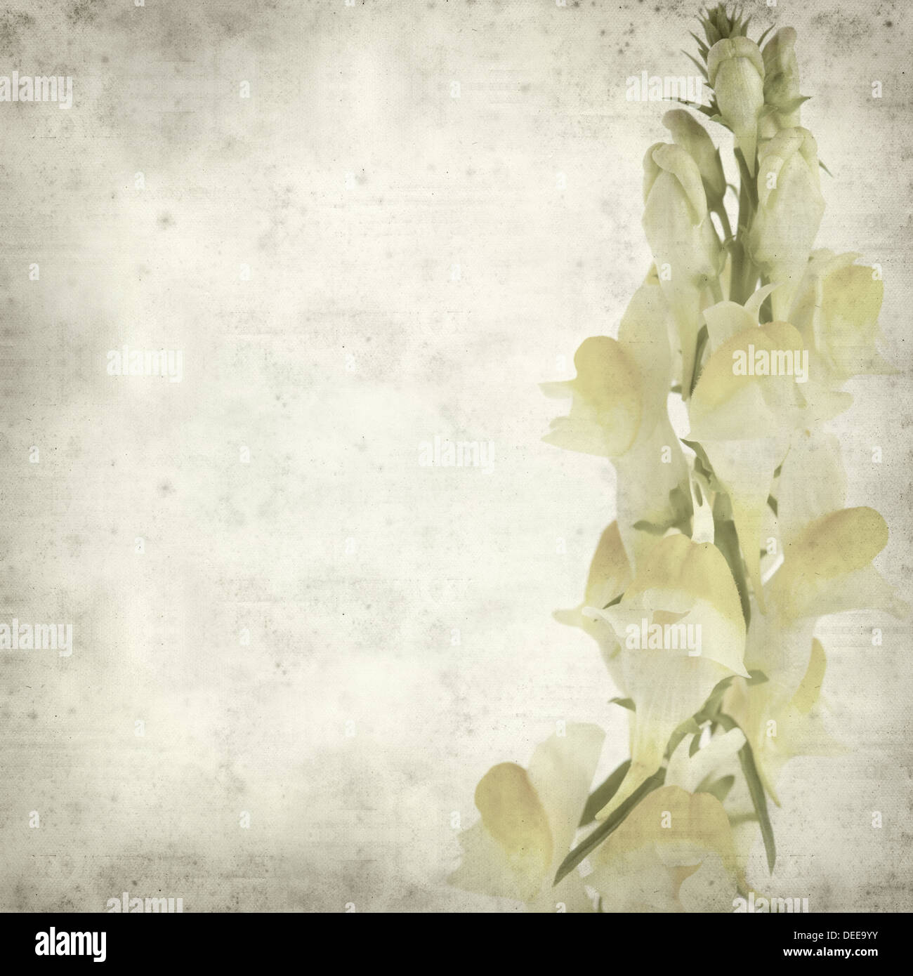 textured old paper background with yellow toadflax flower Stock Photo