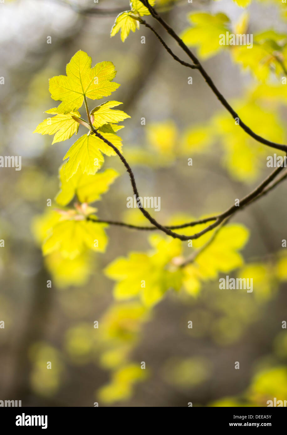 Spring - new leaves Stock Photo