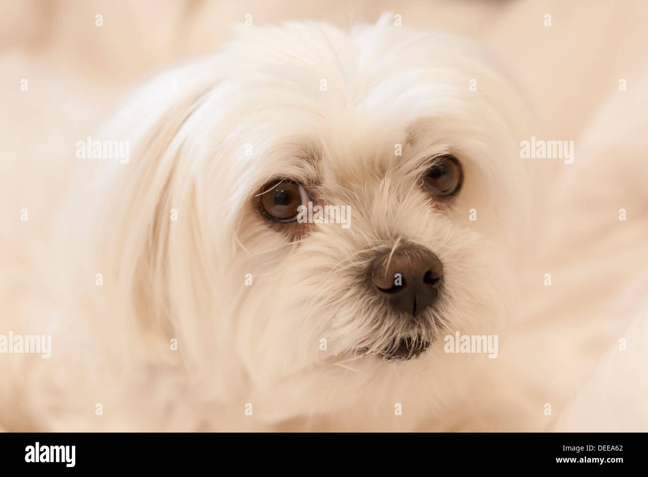 Pet Maltese terrier dog Stock Photo Alamy