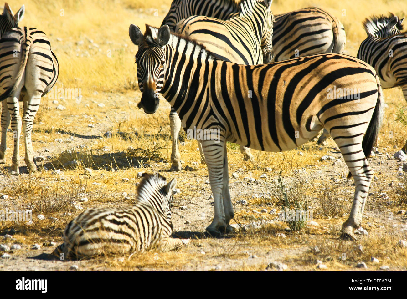 Zebra in Namibia meadow Stock Photo - Alamy