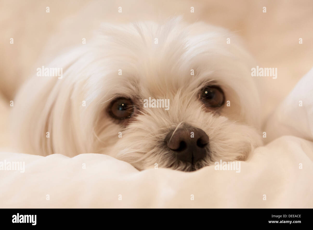 Pet Maltese terrier dog Stock Photo Alamy