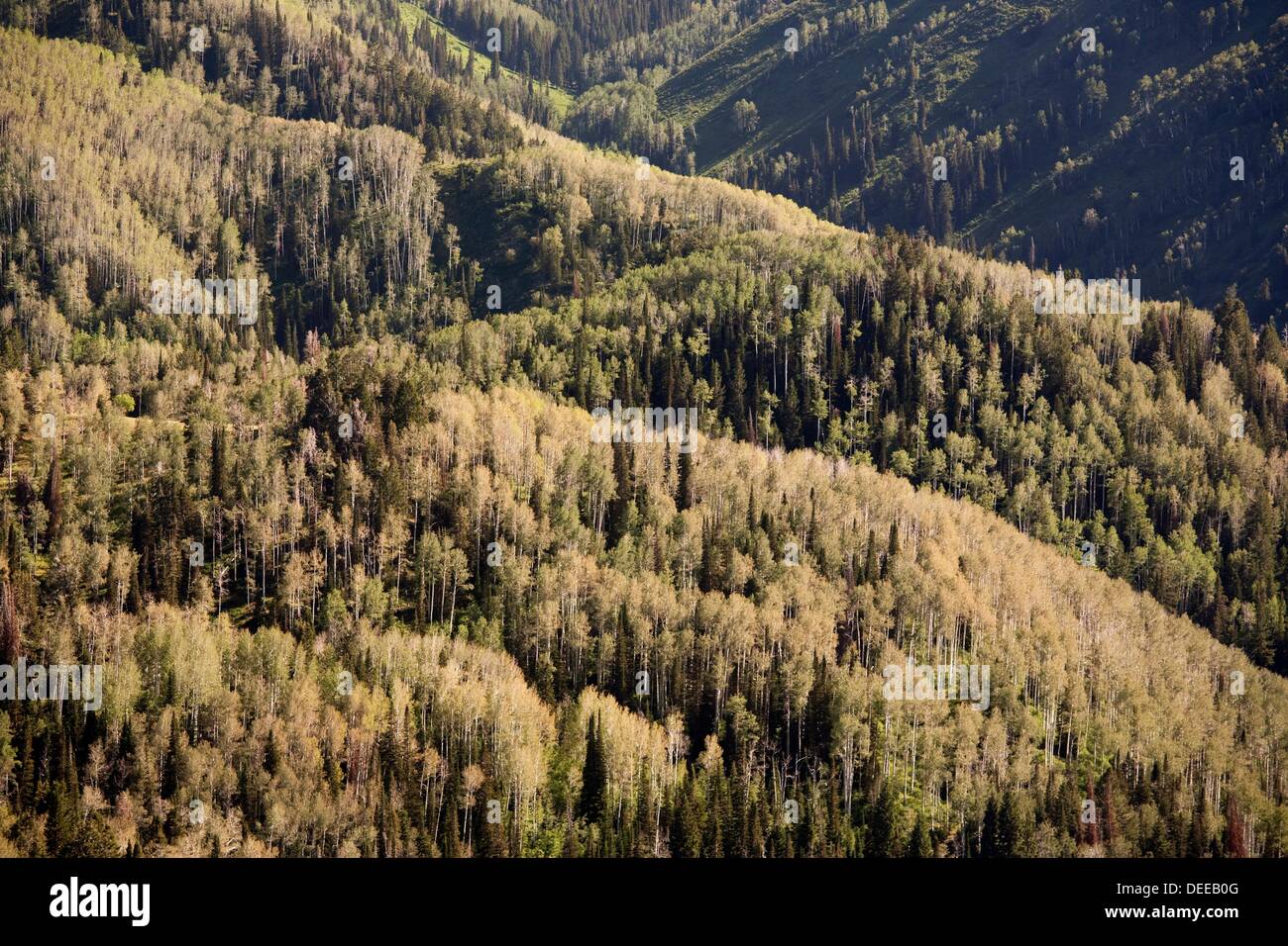 Birch and spruce trees, Mount Nebo scenic drive, Nephi, Utah, USA Stock