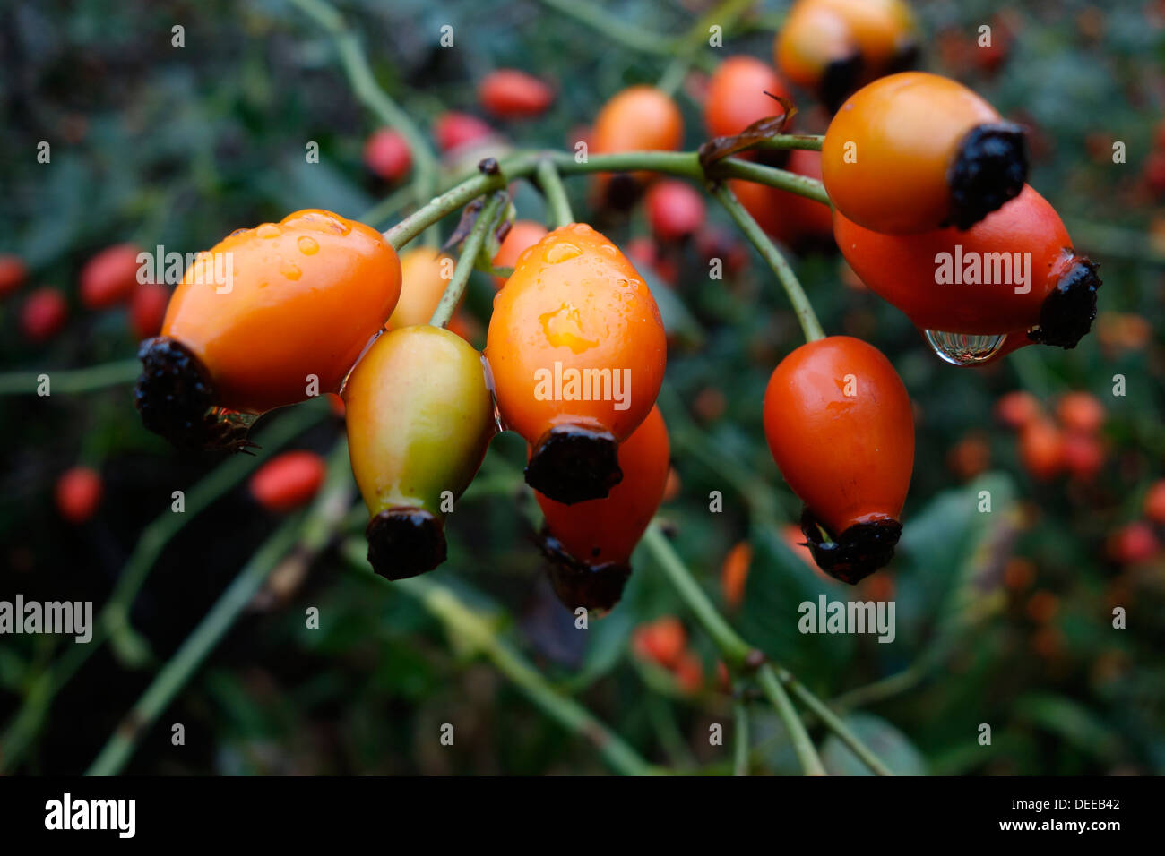 rose hip plant Stock Photo Alamy