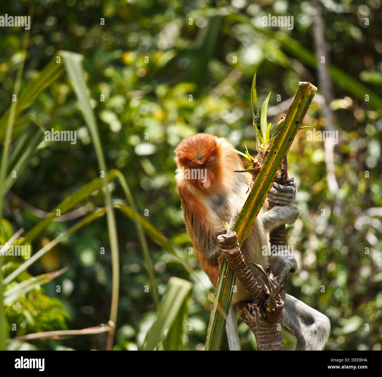 Proboscis Monkey inTanjung Puting National Park Indonisia Stock Photo