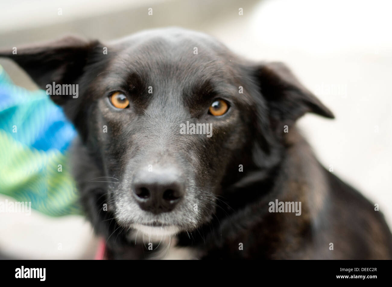 Happy dog Stock Photo