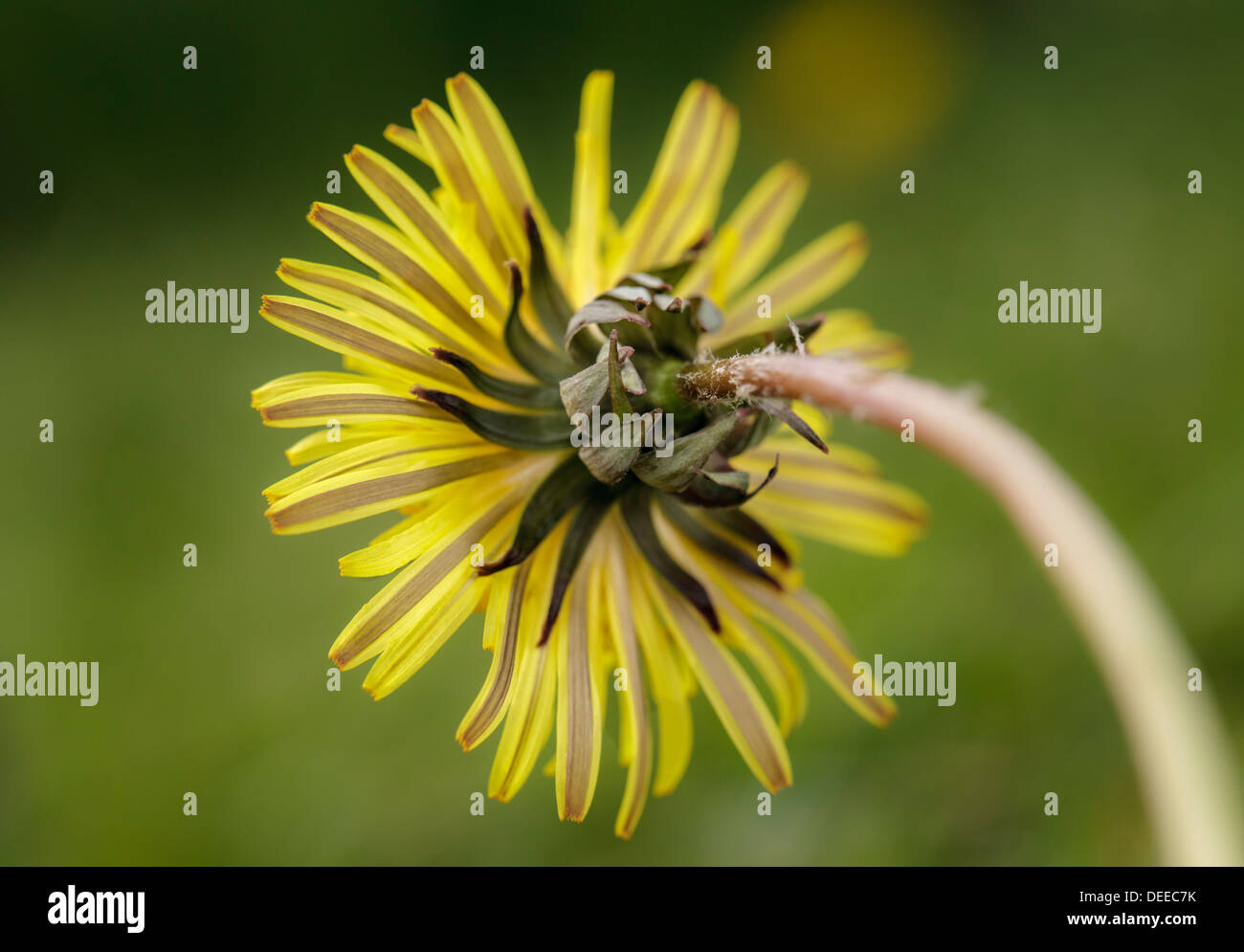 close up of a Dandelion back view Stock Photo