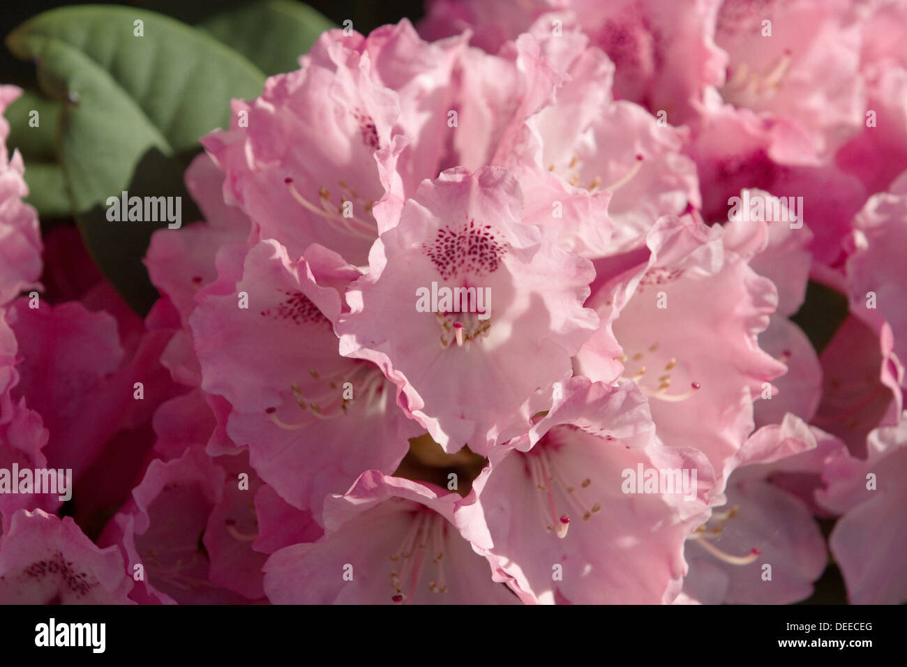Formosa azaleas hi-res stock photography and images - Alamy