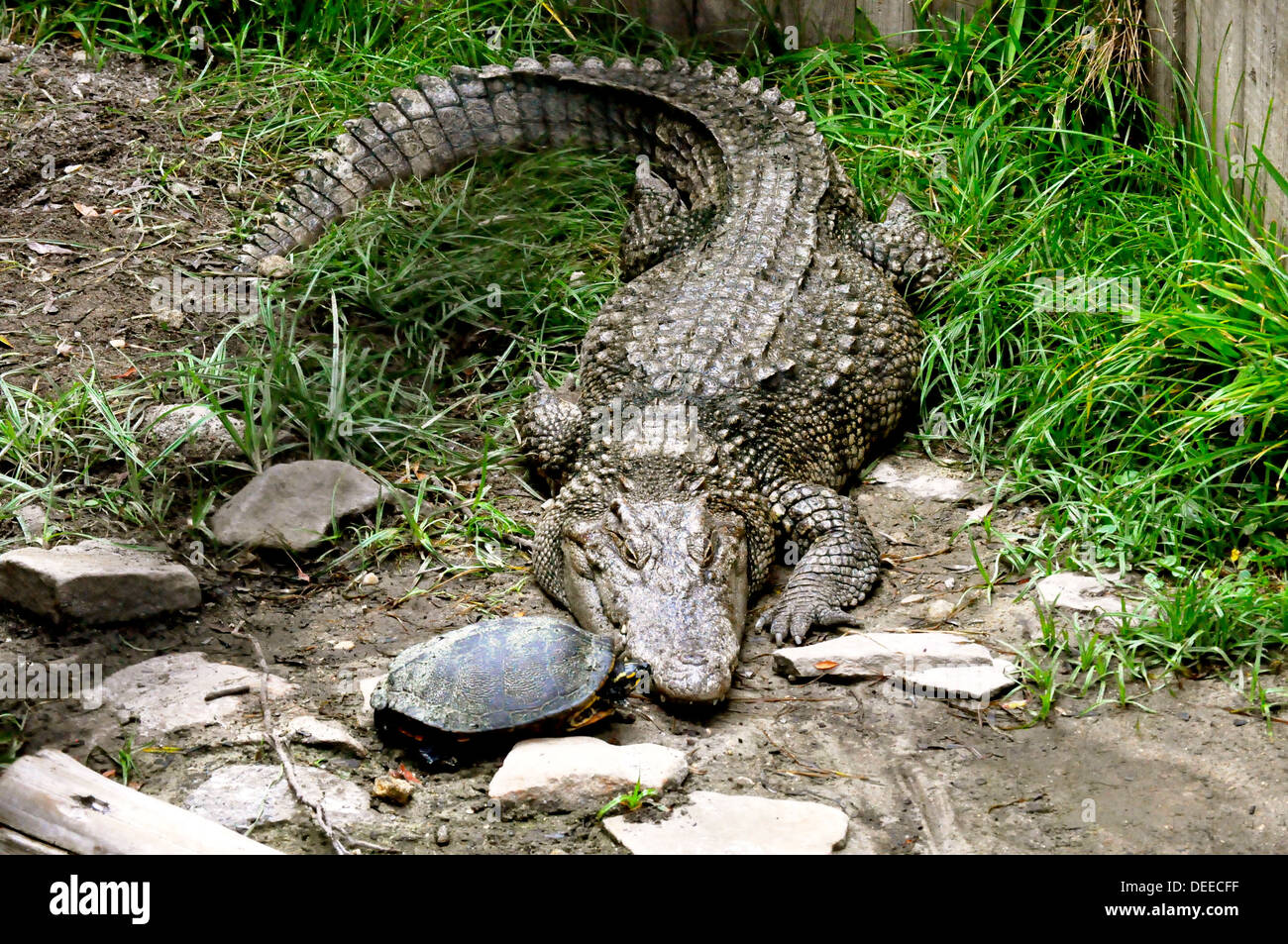 crocodile and turtle kiss Stock Photo