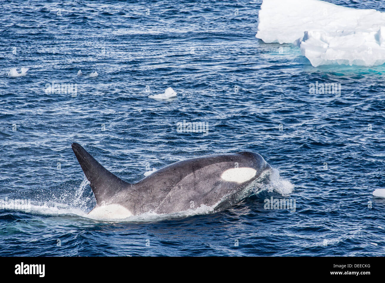 A small pod of Type B killer whales (Orcinus orca), near Cierva Cove, Antarctica, Southern Ocean, Polar Regions Stock Photo