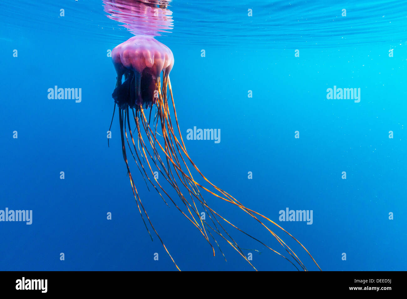 Unidentified large jellyfish in brash ice, Cierva Cove, Antarctica, Southern Ocean, Polar Regions Stock Photo