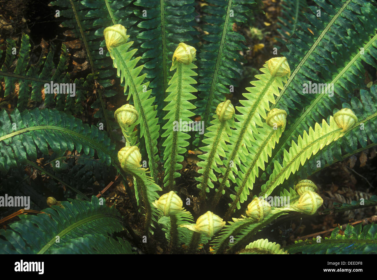 Crown fern fronds unfurl piupiu Ruahine Range New Zealand Stock Photo