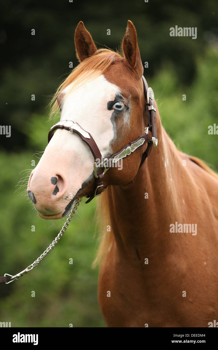 Portrait of Paint horse mare with show halter Stock Photo Alamy
