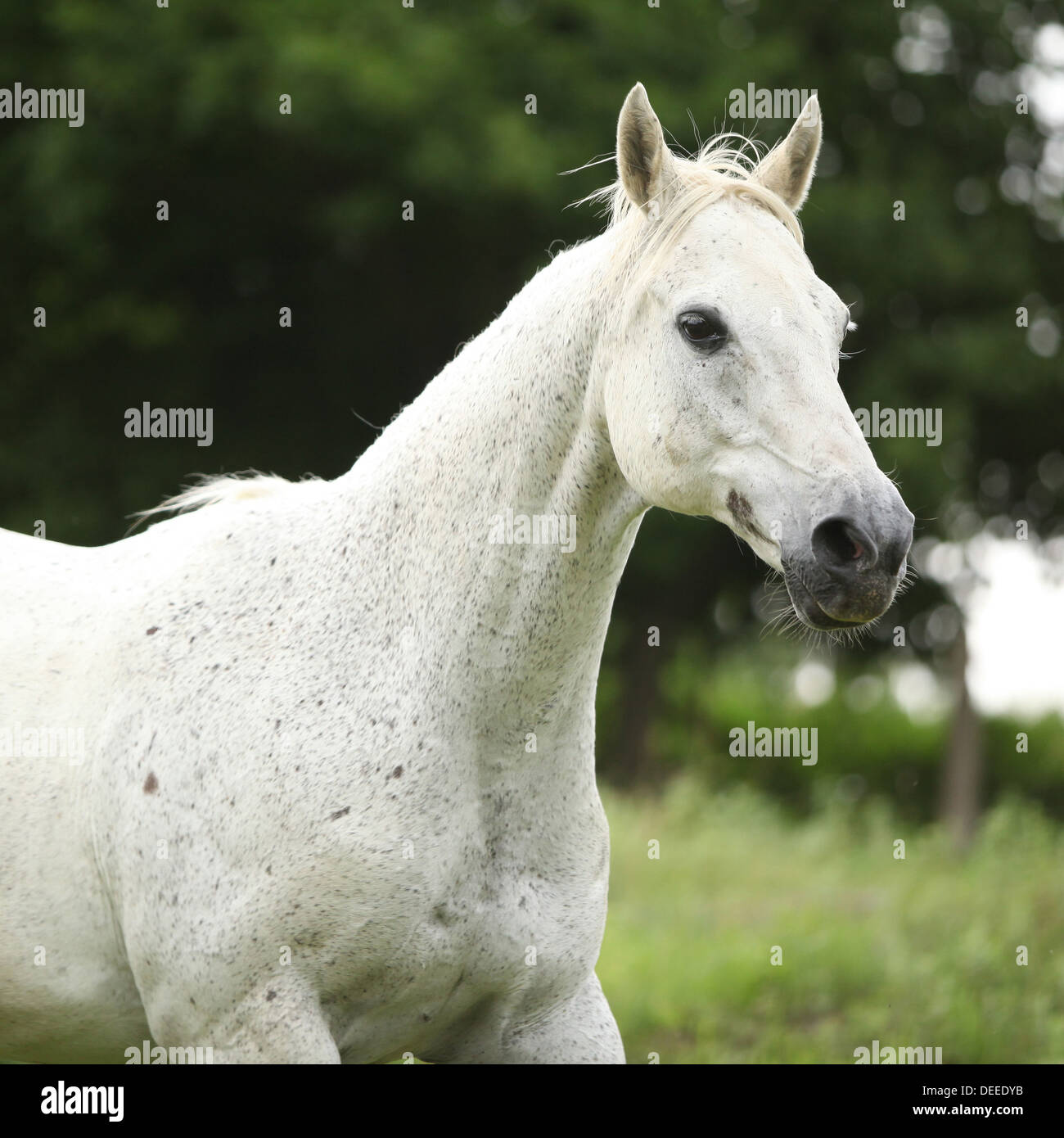 английская чистокровная верховая лошадь. Yukichan (kurofune) лошадь. белая лошадь на английском. английская белая лошадь. чистокровная верховая лошадь белая.