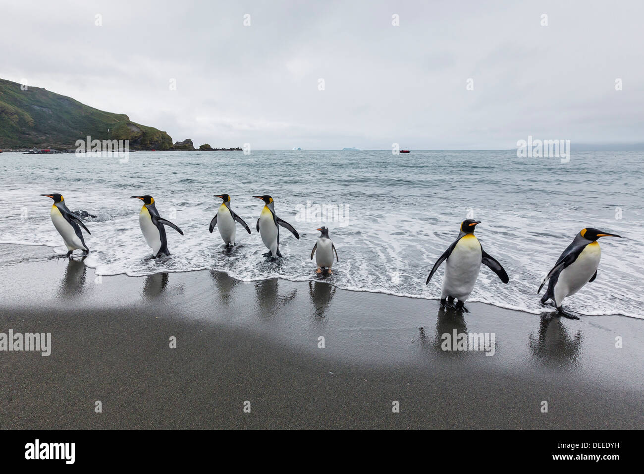King penguins (Aptenodytes patagonicus) breeding and nesting colony at Gold Harbour, South Georgia, South Atlantic Ocean Stock Photo