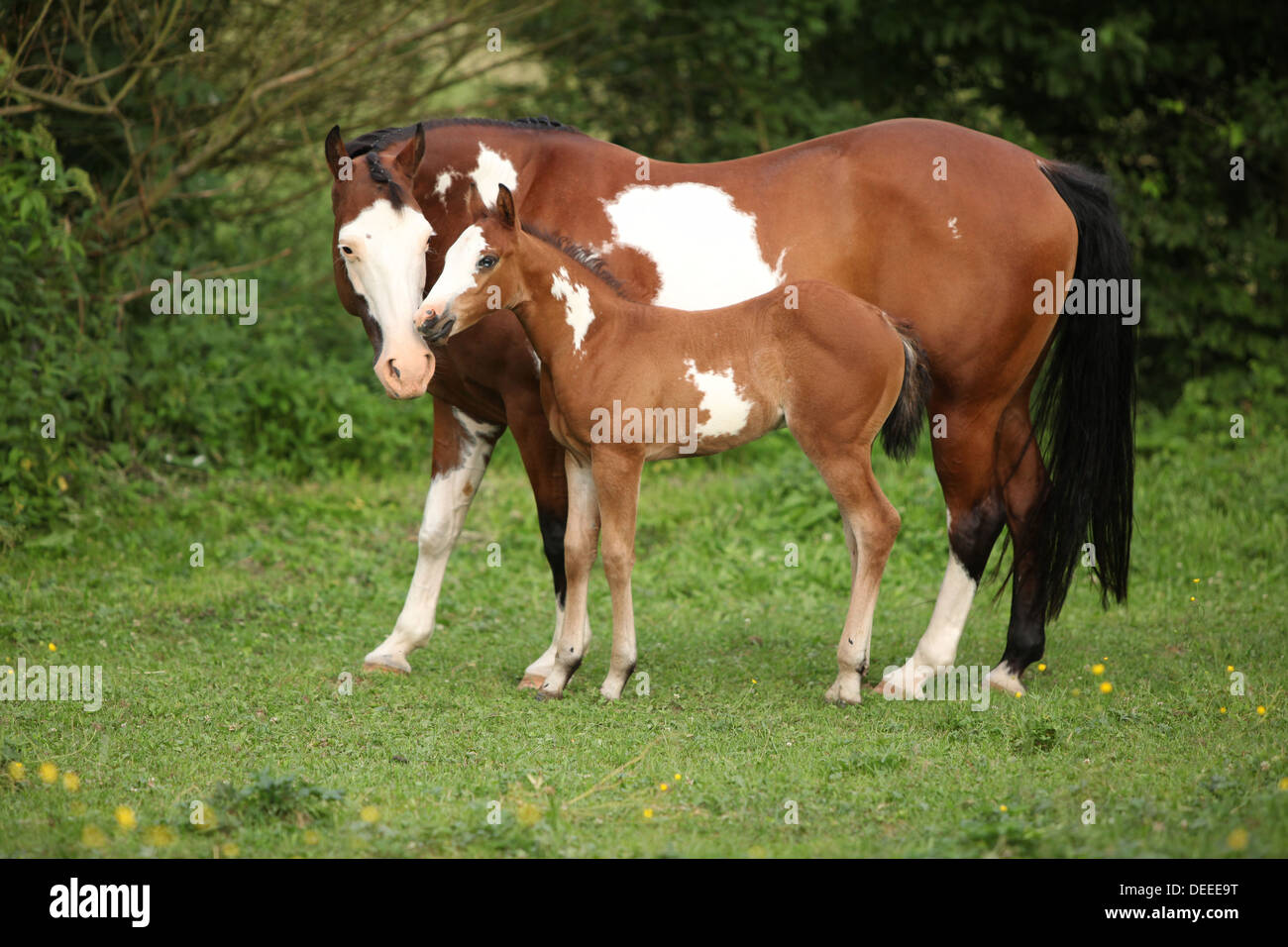 Paint horse mare with adorable foal on pasturage in summer Stock Photo Alamy