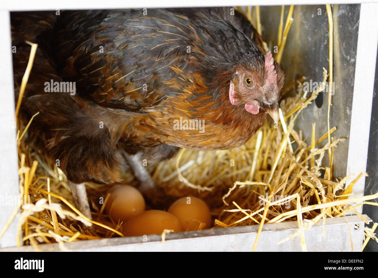 Free range chickens at organic farm, hen in nesting box stand over eggs