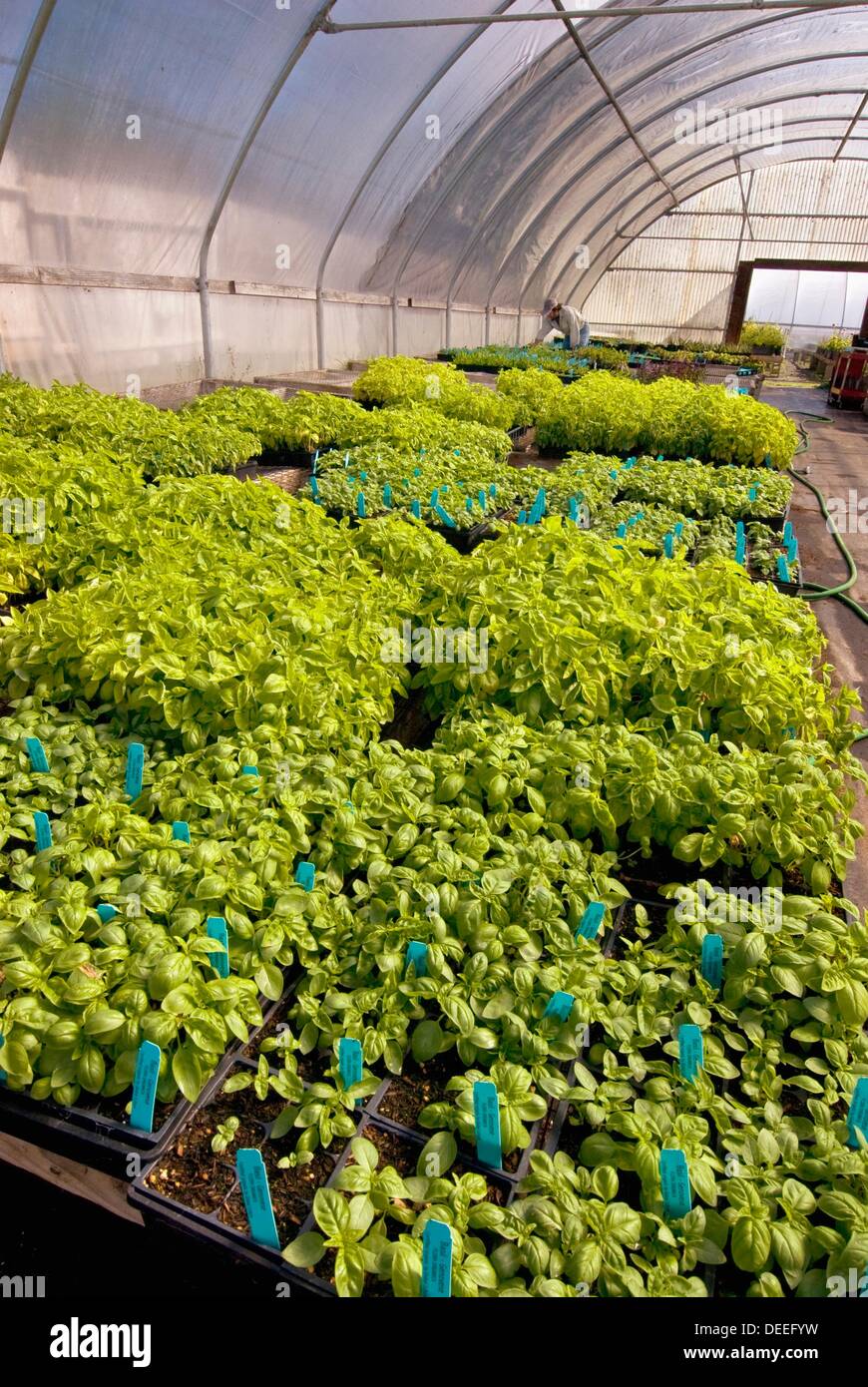 Young basil plants in greenhouse on organic farm, Humboldt County