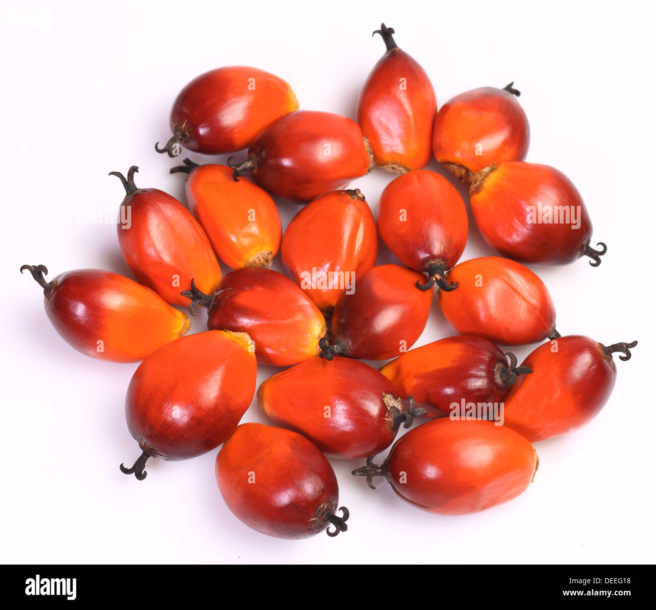 A group of oil palm fruits on the white background Stock Photo