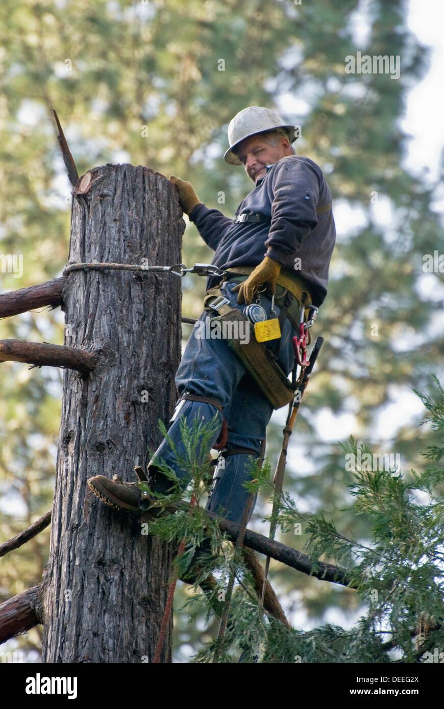 Logger on trunk of tree after having removed top section Stock Photo
