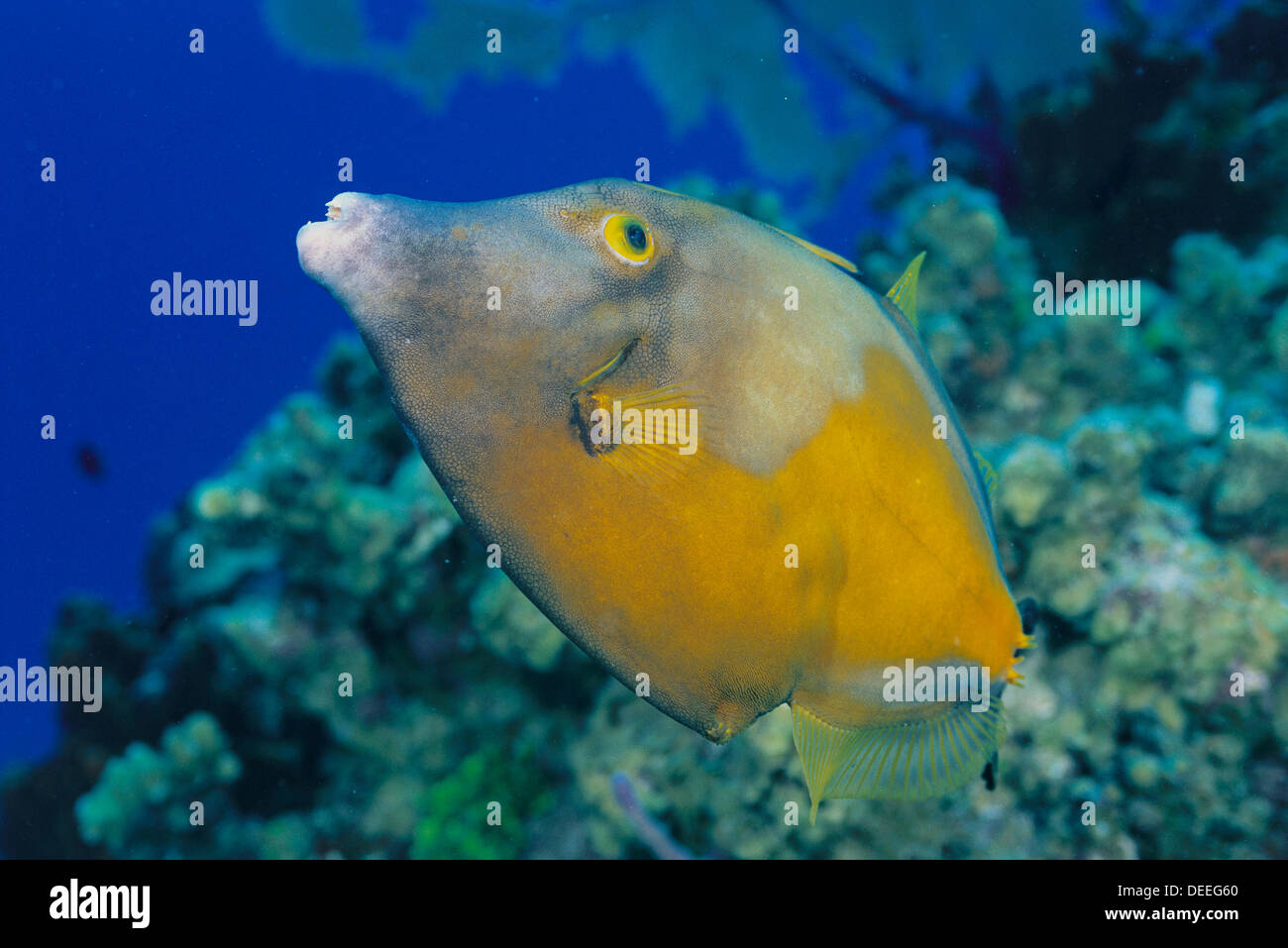 Whitespotted Filefish (Cantherhines macrocerus). Cayman Islands Stock Photo