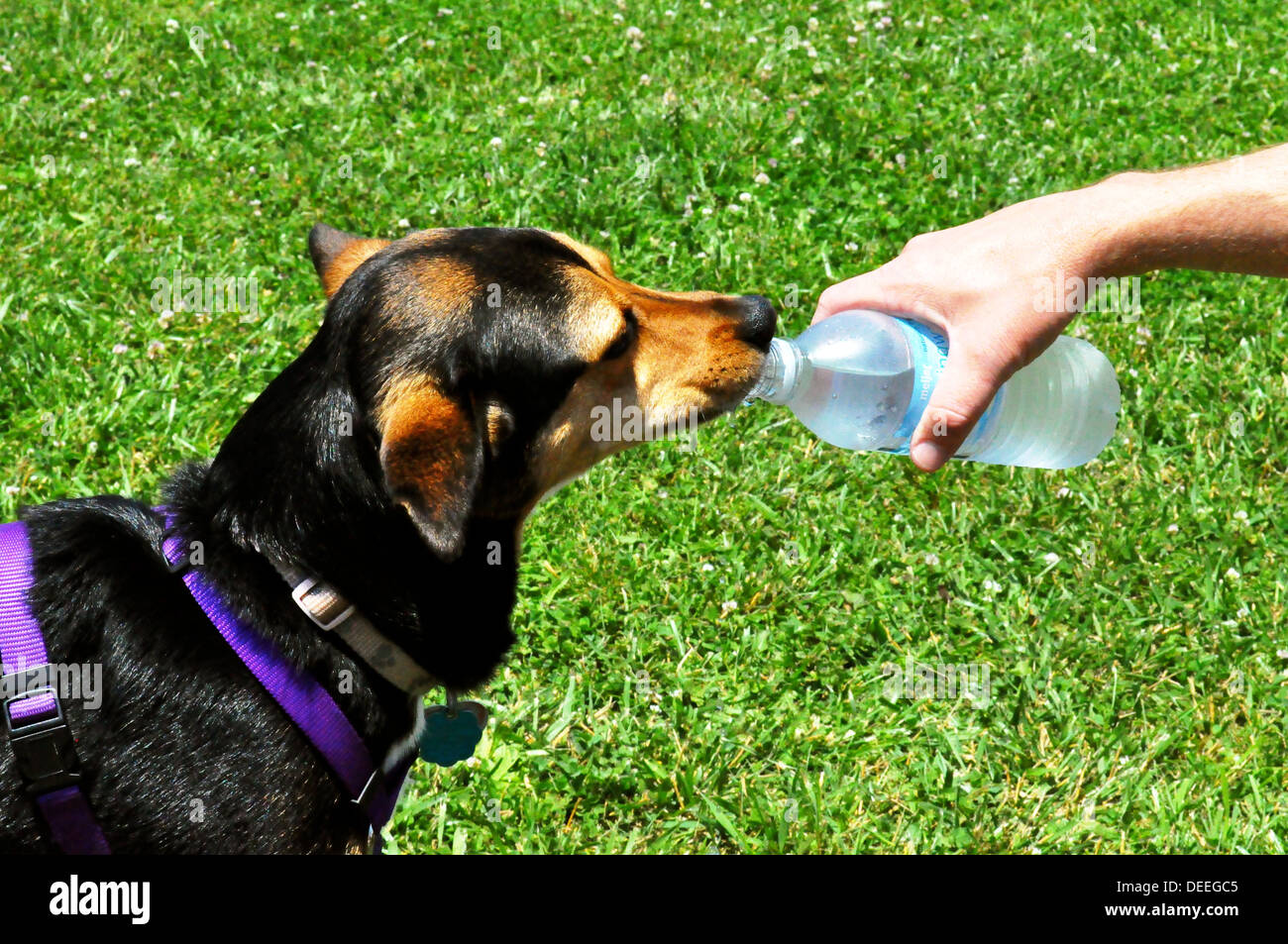 Dog drinking water Stock Photo Alamy