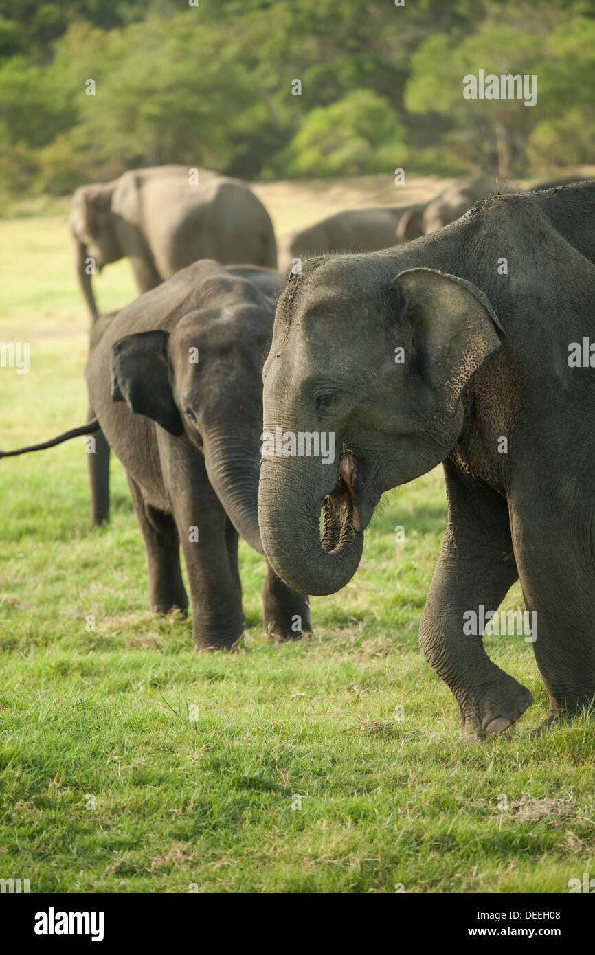 Young Asian elephants in a small herd eating grass in the Minneriya National Park, Sri Lanka Stock Photo