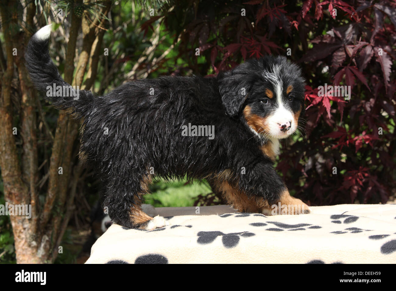 Bernese Mountain Dog puppy standing on blanket in front of dark red