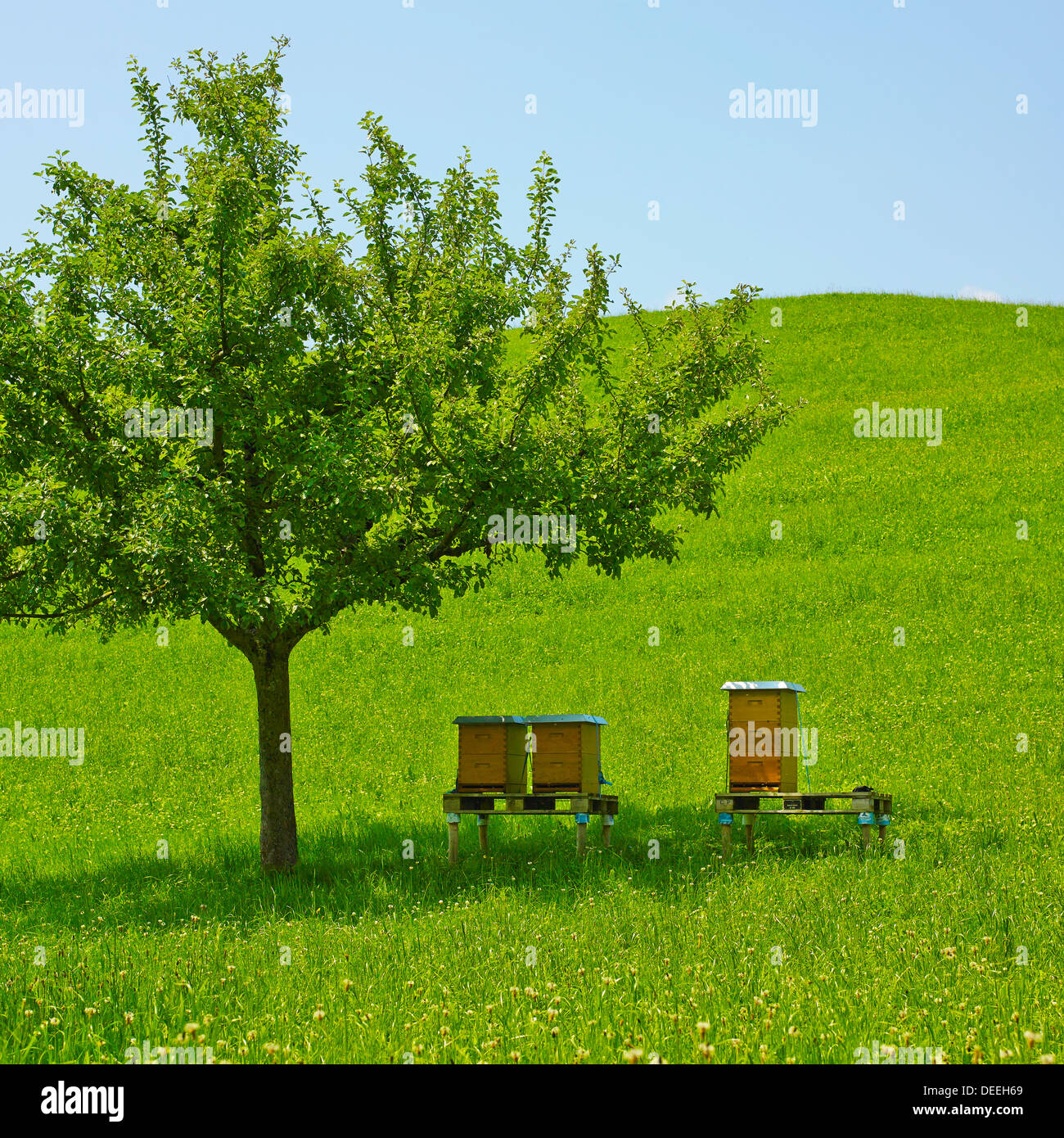 Alpine Beehives, The Swiss Alps. Healthy Natural Landscape. Stock Photo
