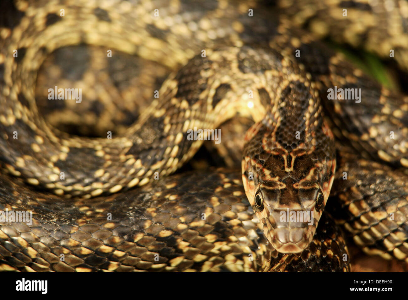 Horseshoe whip snake coluber hires stock photography and images Alamy