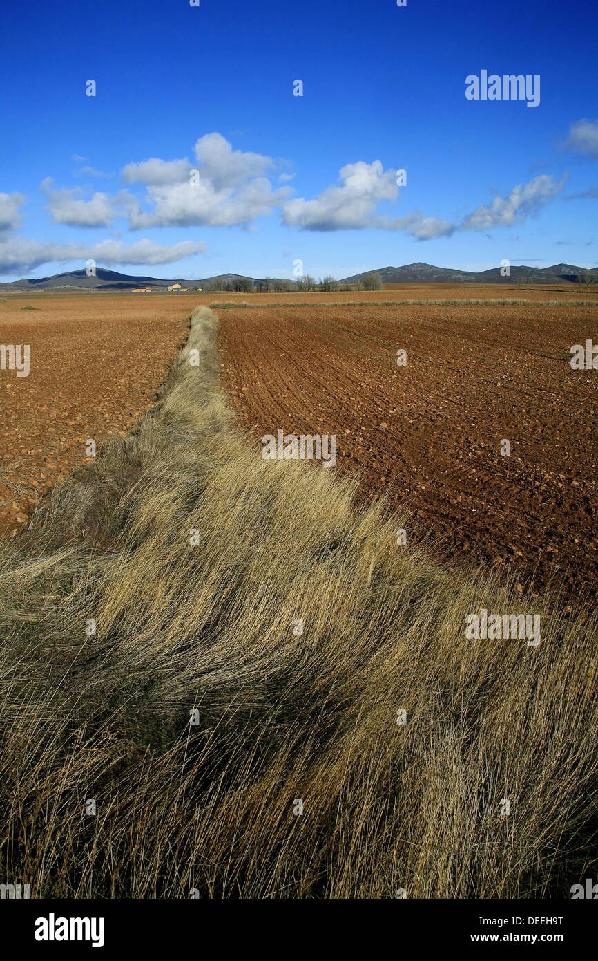 Campos de cereales de cereales hi-res stock photography and images - Alamy