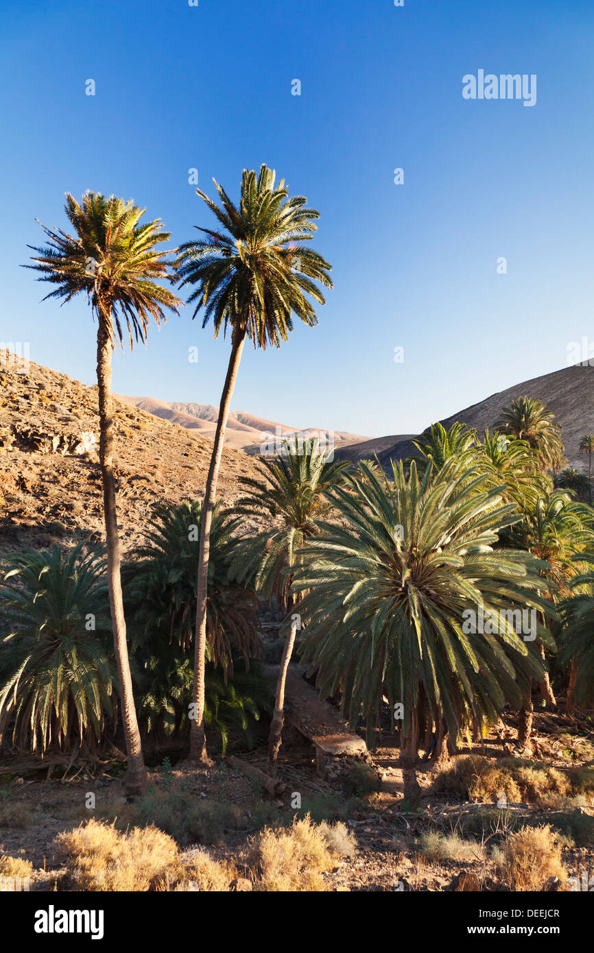 Palm trees, Barranco de la Madre de Agua, near Ajuy, Fuerteventura, Canary Islands, Spain, Atlantic, Europe Stock Photo