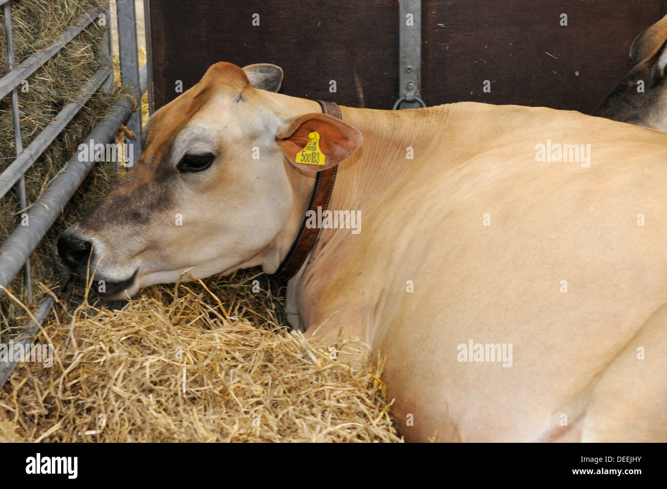 Jersey cow hires stock photography and images Alamy