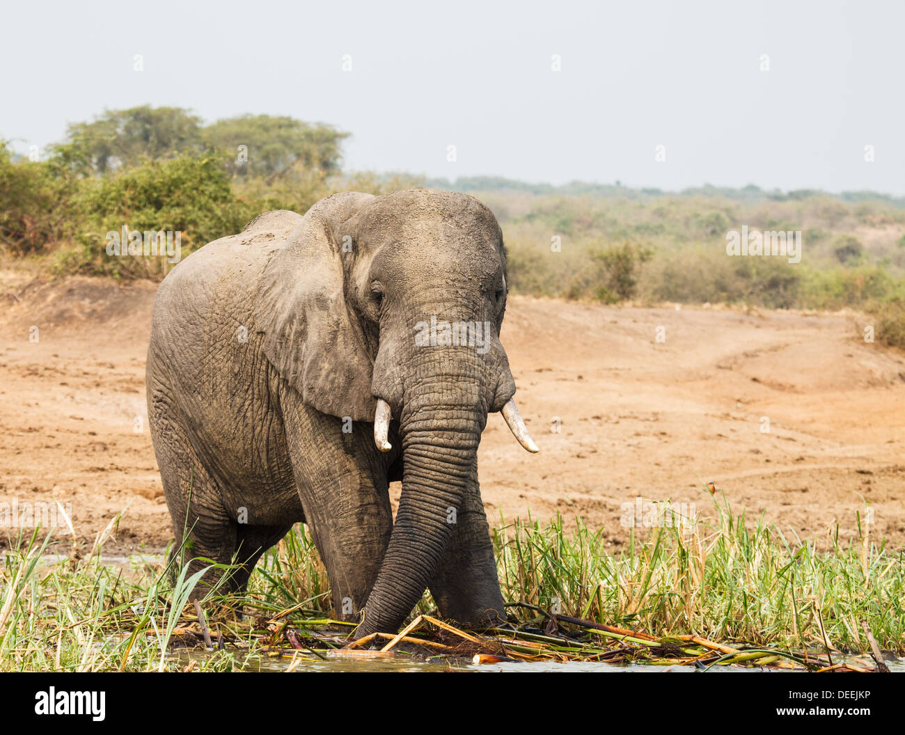elephant drink water in wild Stock Photo
