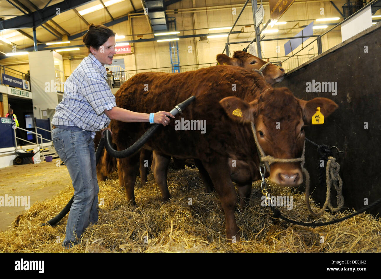 Preparing cattle for judging at the Bath & West Show, Somerset, UK Stock Photo